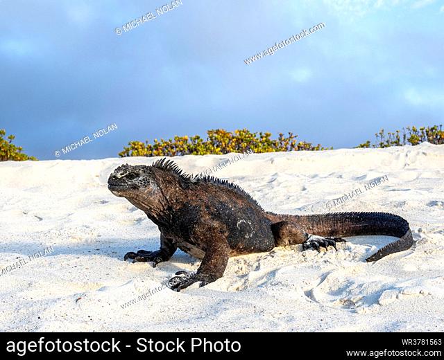 Galapagos marine iguana (Amblyrhynchus cristatus), at Cerro Brujo, San Cristobal Island, Galapagos, Ecuador, South America