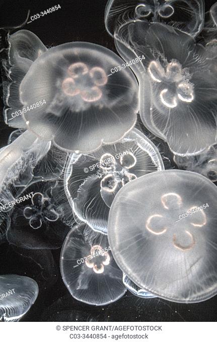 Jellyfish Moon Jelly (Aurelia Aurita)