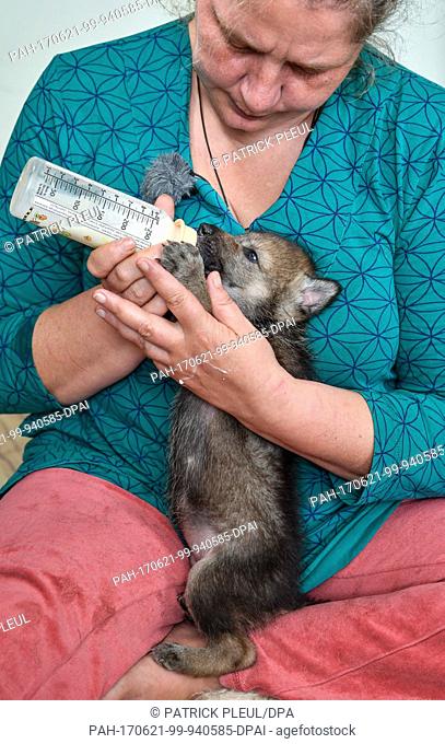 A 24-day old wolf puppy being fed with a baby bottle by Imke Heyter, director of the Schorfheide Wildlife Park in Gross Schonebeck, Germany, 13 June 2017