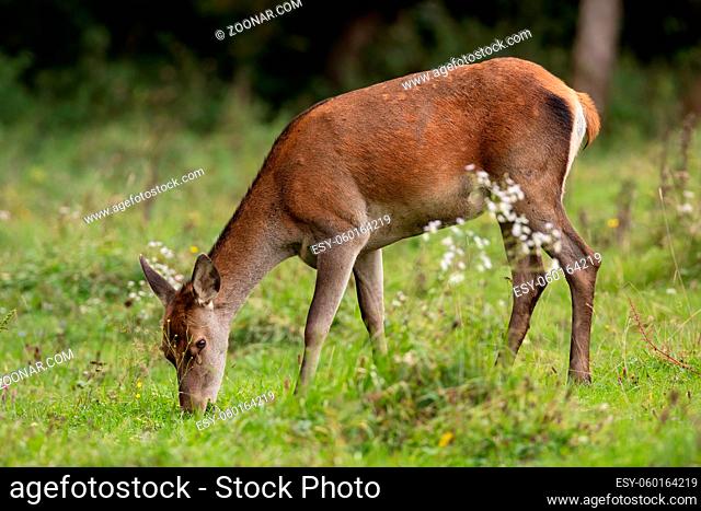 Red deer, cervus elaphus, female grazing on meadow in autumn nature. Hind feeding on grassland in green environment. Wild mammal eating grass on field