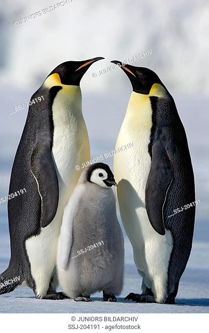 Emperor Penguin (Aptenodytes forsteri). Parent birds with chick. Snow Hill Island, Antarctica