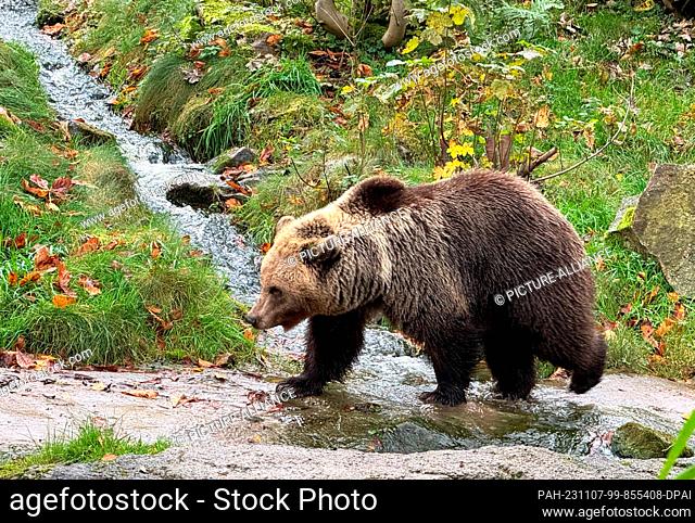 07 November 2023, North Rhine-Westphalia, Bielefeld: A brown bear walks through its new enclosure at Olderdissen Zoo. A total of two bears came to Bielefeld a...
