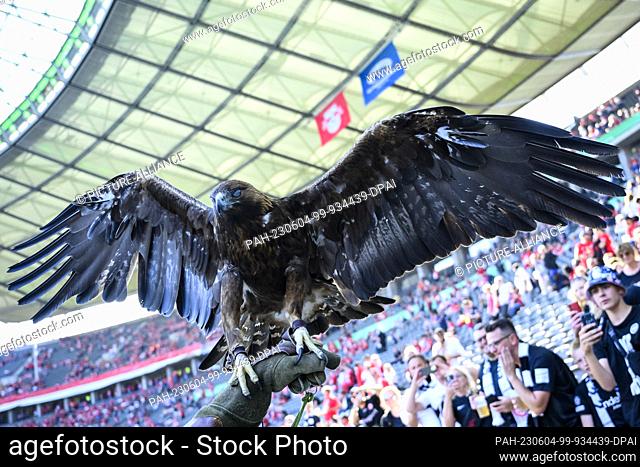 03 June 2023, Berlin: Soccer: DFB Cup, RB Leipzig - Eintracht Frankfurt, final, Olympiastadion. Frankfurt's mascot golden eagle ""Attila"" is on the pitch...