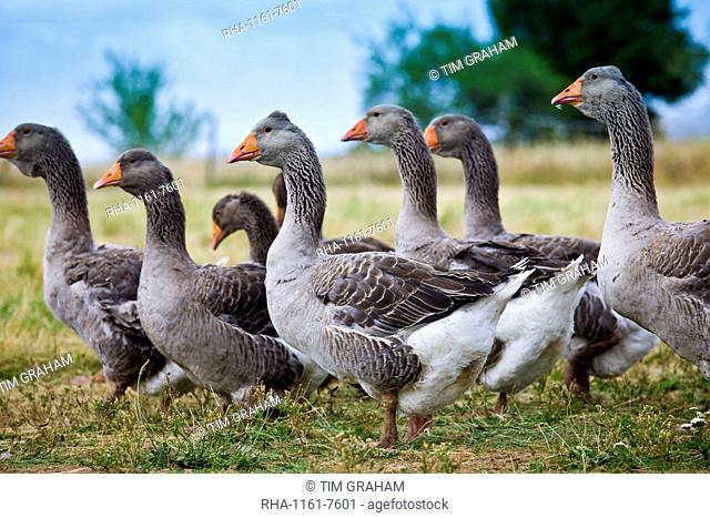 Flock of grey geese used for Foie Gras near Sarlat, Perigord region, Dordogne, France