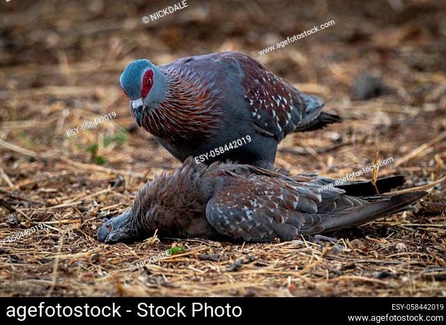 Speckled pigeon inspects another dead on ground