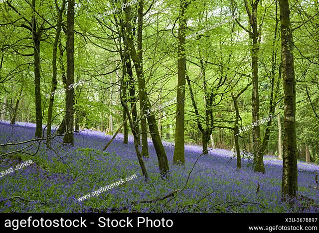 Bluebells in spring in a beech woodland in the Mendip Hills at Fuller's Hay near Blagdon, North Somerset, England
