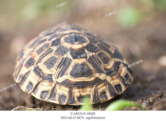 Natal Hinge-back Tortoise, Umfolozi-Hluhluwe National Park, South Africa / Kinixys natalensis