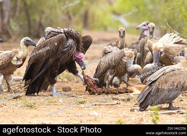 Lappet-faced vulture (Torgos tracheliotos), side view of an immature feeding on a carcass among other vultures, Mpumalanga, South Africa