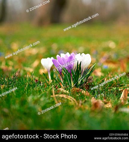 Blühende Krokusse auf einer Wiese im Herrenkrugpark im Norden von Magdeburg im Frühling