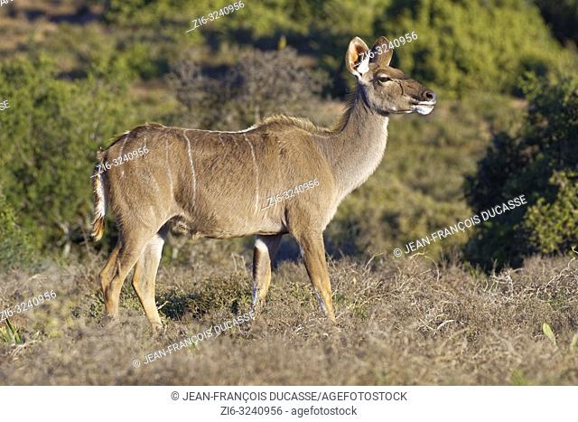 Greater kudu (Tragelaphus strepsiceros), adult female, Addo Elephant National Park, Eastern Cape, South Africa, Africa