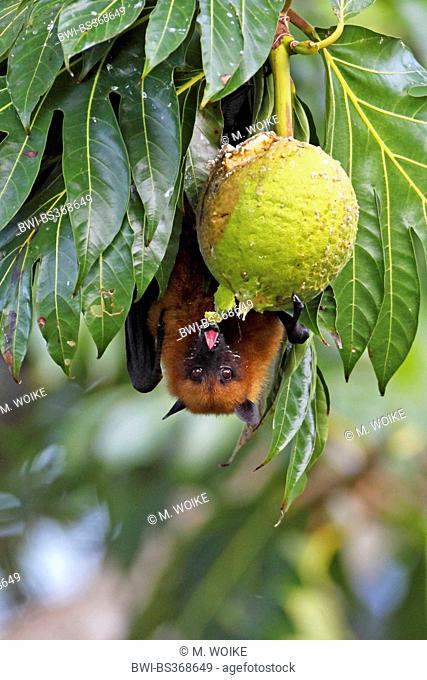seychelles flying fox, seychelles fruit bat (Pteropus seychellensis), hangs on a tree and feeds a fruit, Seychelles, Mahe