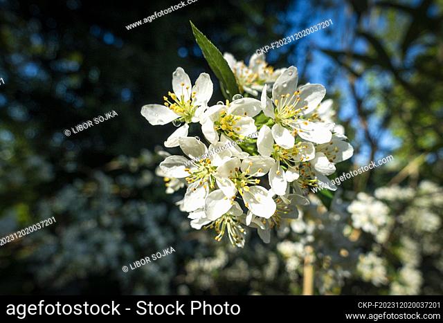 Decorative apple tree Sargent's Apple, Malus sargentii, flowering in Pruhonice, Czech Republic on May 10, 2023. (CTK Photo/Libor Sojka)