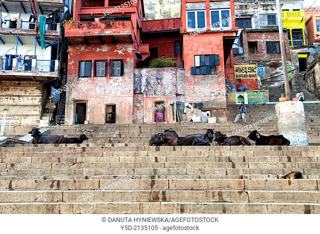 Narad Ghat, Varanasi also known as Benares, Banaras or Kashi, city on the banks of the Ganges in Uttar Pradesh, the holiest of the seven sacred cities (Sapta...