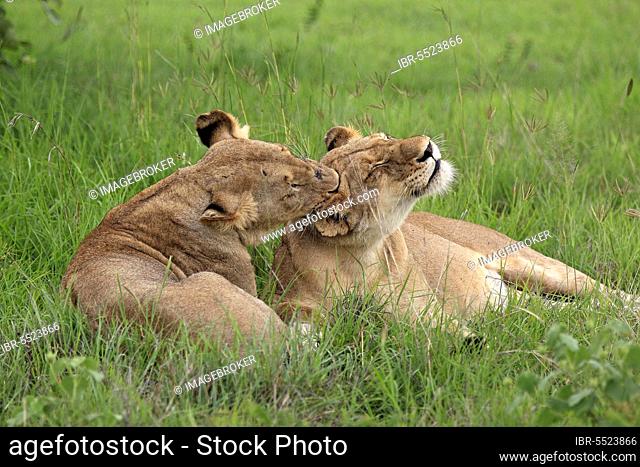African lions (Panthera leo), lionesses, Sabi Sabi Game Reserve, Kruger National Park, South Africa nian lion