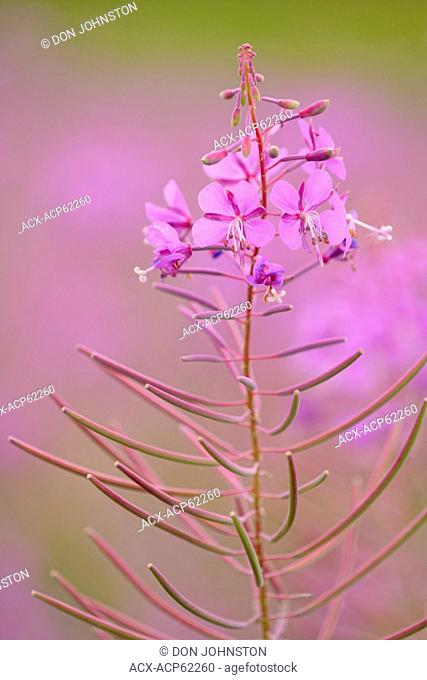 Fireweed (Epilobium angustifolium) Flower spike