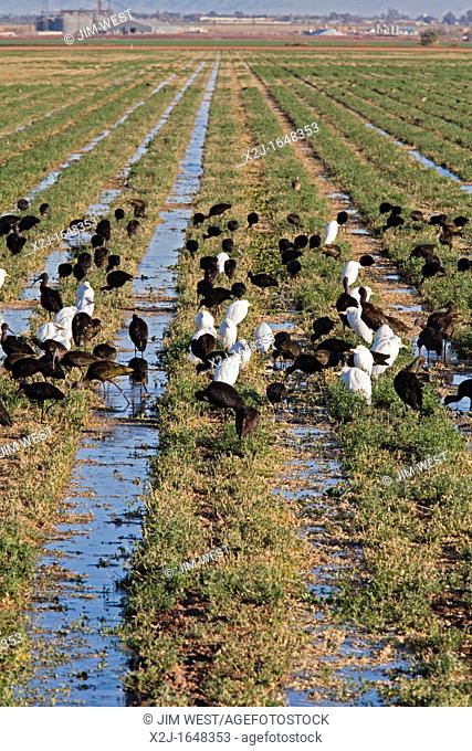Brawley, California - Cattle Egrets and White-Faced Ibis feeding in a farm field in California's Imperial Valley  The field is irrigated with Colorado River...