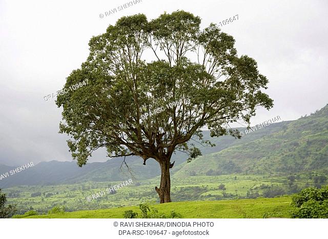 Jamun tree (Eugenia jambolana ) ; Jummapatti ; Matheran ; Maharashtra ; India