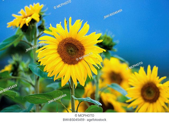 common sunflower (Helianthus annuus), sunflowers field, Germany