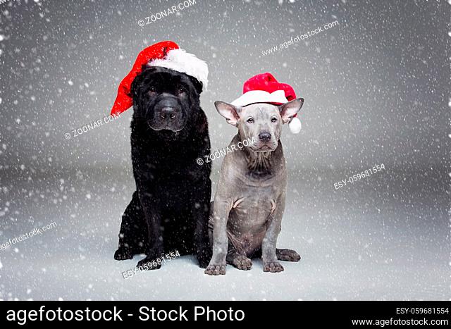 beautiful 3 months old thai ridgeback puppy and old black shar pei dog in red christmas hats. studio shot on grey background. copy space
