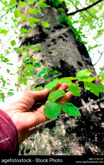 Hand touches the leaves of a beech tree