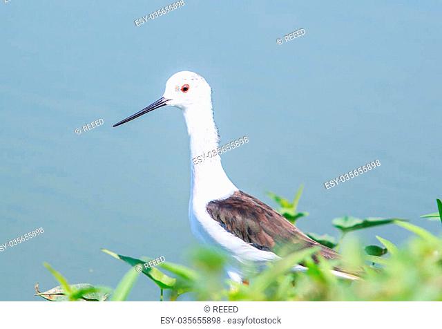 Seabirds (marsh sandpiper) Asia Thailand