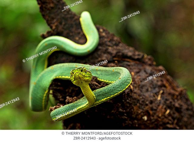 Bothriopsis bilineata. Green jararaca. Tree Viperid. Venomous Snake (solenoglyph) mostly nocturnal. Behaviour varies according to the specimen
