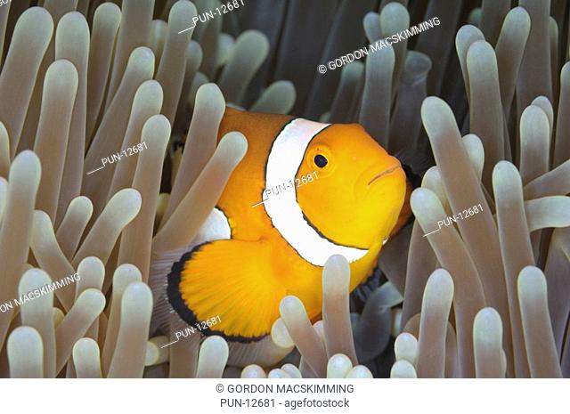A number of false clown anemonefishes Amphiprion ocellaris at varying stages of maturity may occupy a host sea anemone and will defend it vigorously Even divers...