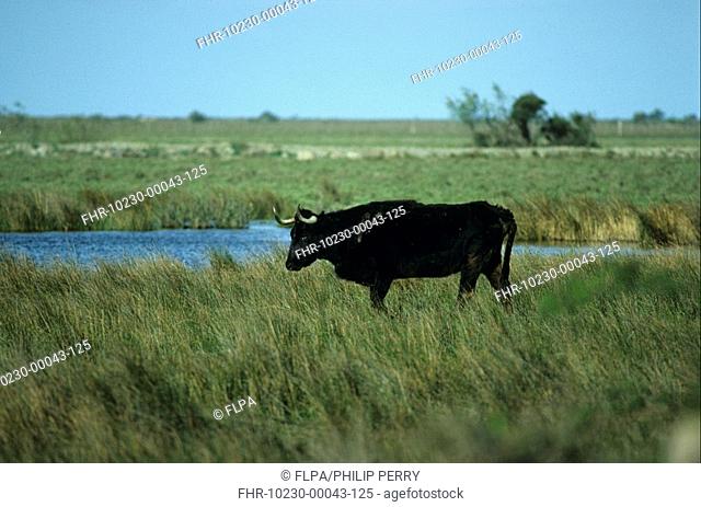 Domestic Cattle - Camargue Wild Cattle Bos primigenius Walking across marsh - Camargue, France