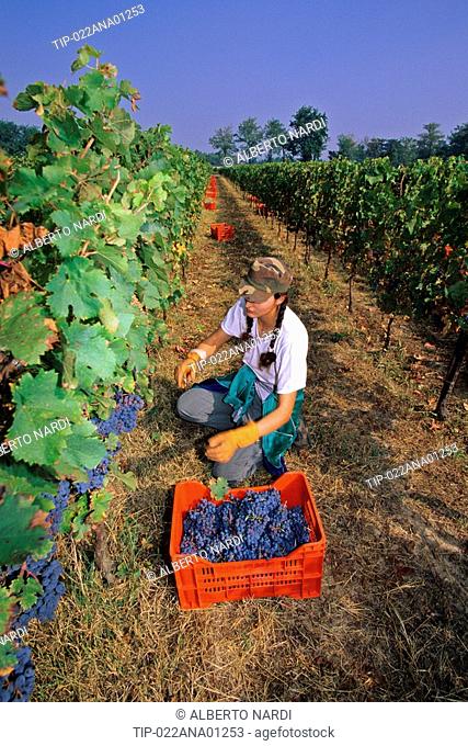 Italy, Lombardy, Franciacorta, Wineyard, Wine Harvest