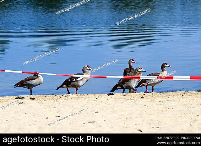 PRODUCTION - 28 July 2022, Hessen, Kassel: Egyptian geese walk along the waterline of Buga Lake behind a flutter tape. Due to the increased occurrence of the...