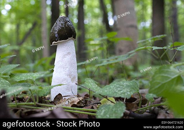 Mushrooms growing in the autumn forest. Phallus impudicus. Close up view