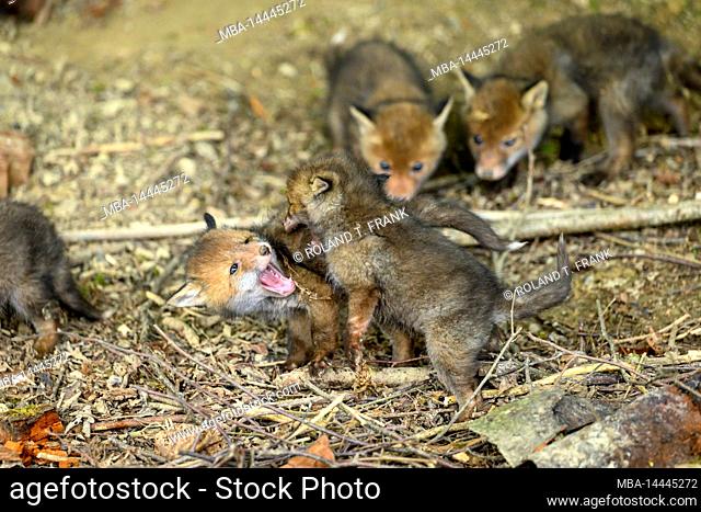 Germany, red fox (Vulpes vulpes), fox cubs at their fox den