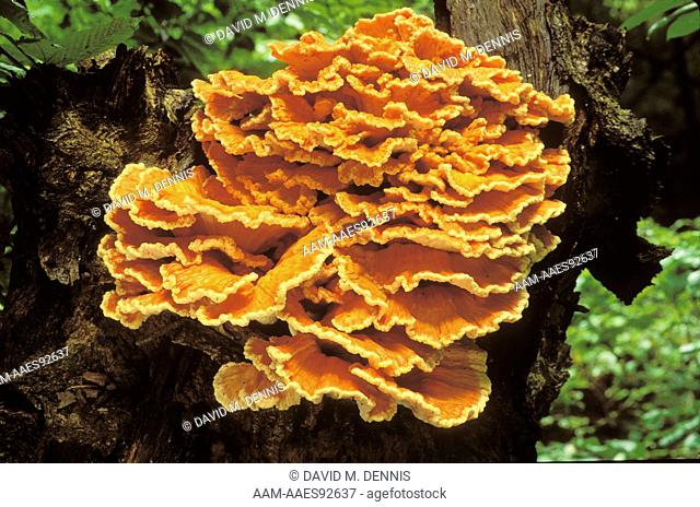 Sulfur Shelf Mushroom (Laetiporus sulphureus), OH