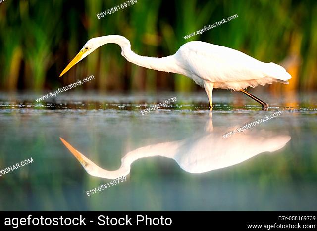 Great egret, ardea alba, walking in wetland in summertime nature. Animal with long yellow beak wading in swamp with reflection in water