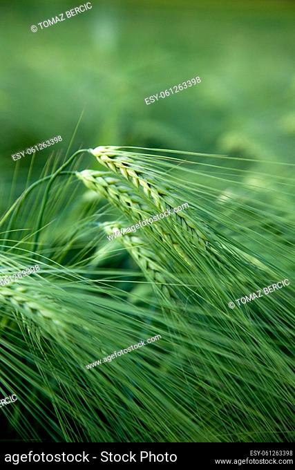 green wheat corns on spring field
