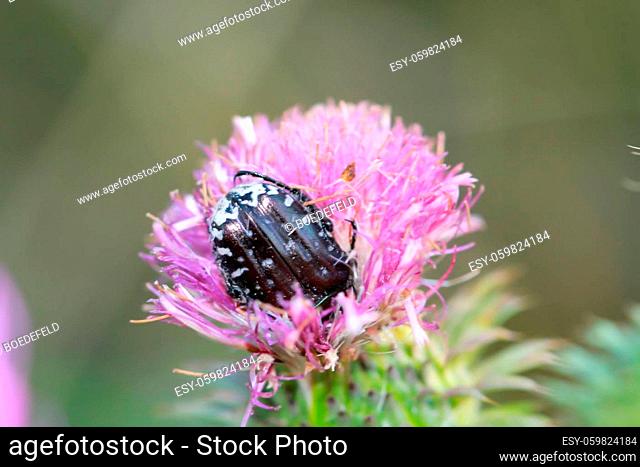 A black rose beetle sits on the flower of a milk thistle