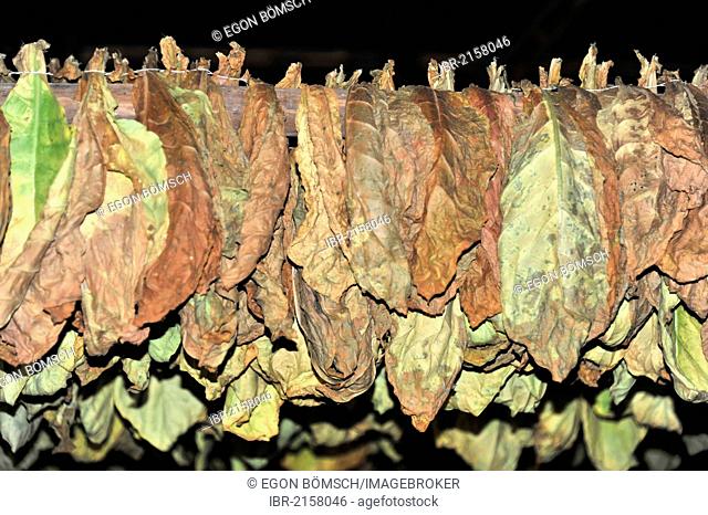 Tobacco in a curing barn, tobacco leaves, Tobacco (Nicotiana), tobacco cultivation in the Valle de Vinales National Park, Vinales, Province of Pinar del Rio