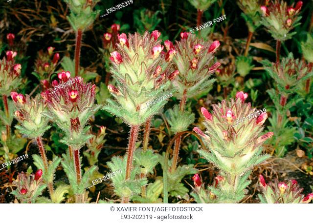 Wildflower (Parentucellia latifolia)