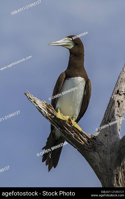 Sula leucogaster, Fully mature brown boobies have a white breast