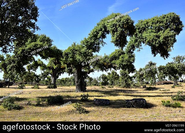 Evergreen oak (Quercus ilex ballota or Quercus ilex rotundifolia) is an evergreen tree native to Mediterranean basin (Iberian Peninsula and northwestern Africa)