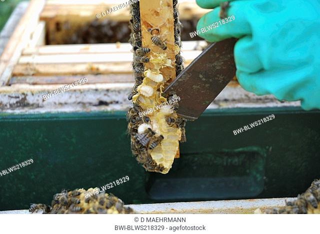honey bee, hive bee Apis mellifera mellifera, beekeeper scraping wild honeycombs with larvae from wooden frame
