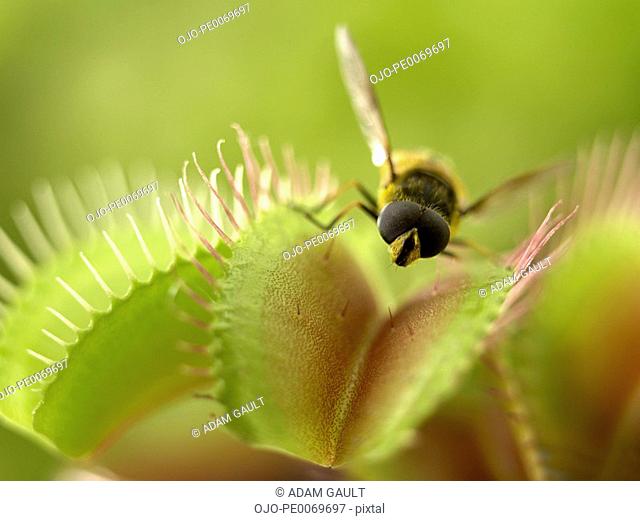 Close up of fly standing on venus flytrap