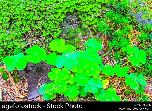 Clover shamrock creeping on the forest floor on Brocken mountain in Harz Wernigerode Saxony Anhalt Germany