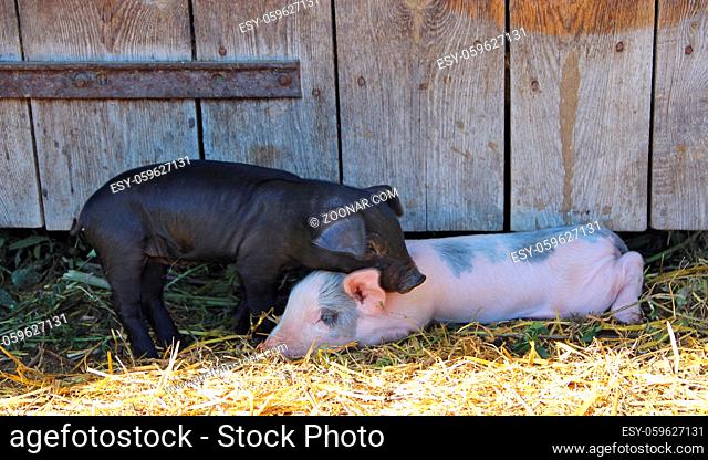 Couple of piglets hugging in yard. Pink and black piglets embrace near farm fence. Baby piglets play in yard. Little pigs live at farm in village