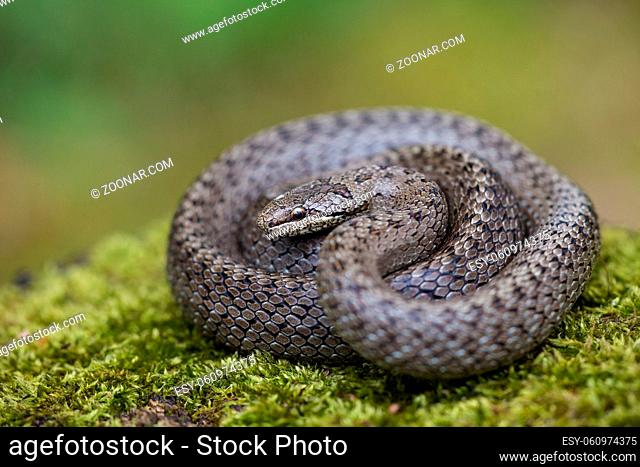 Textured dice snake, natrix tessellata, basking on green ground with blurred background. Gray reptile twisted on moss in summer