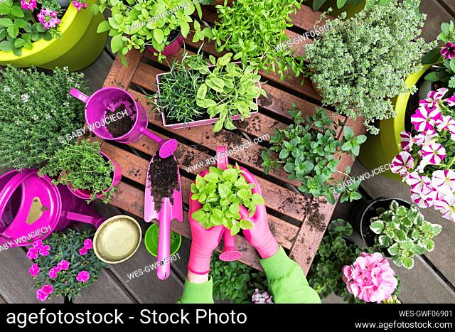 Planting herb and vegetable garden on balcony