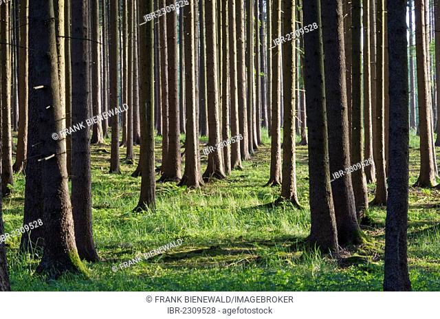 Trunks of trees in a dense forest, Andechs, Bavaria, Germany, Europe