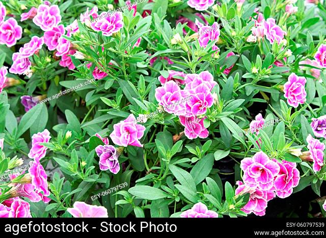 Delicated double petunias growing in clumps