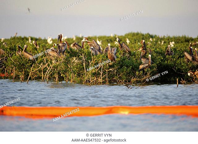 Adult Brown Pelicans (Pelecanus occidentalis) and Great Egrets (Ardea alba) roosting on mangroves in a Barataria Bay nesting colony