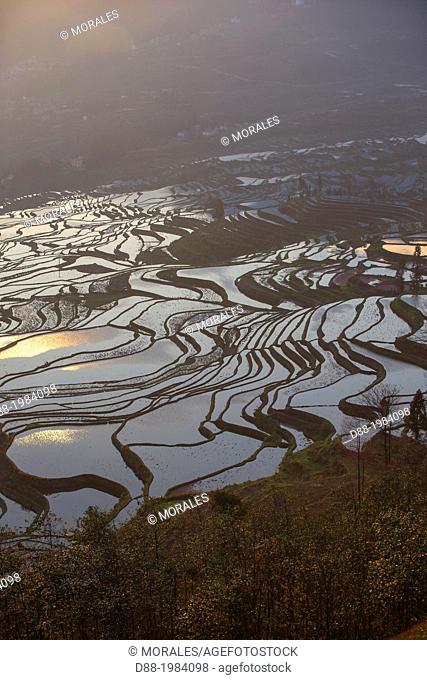 China , Yunnan province , Hani people, Yuanyang , Duoyishu village, rice terraces , sunrise